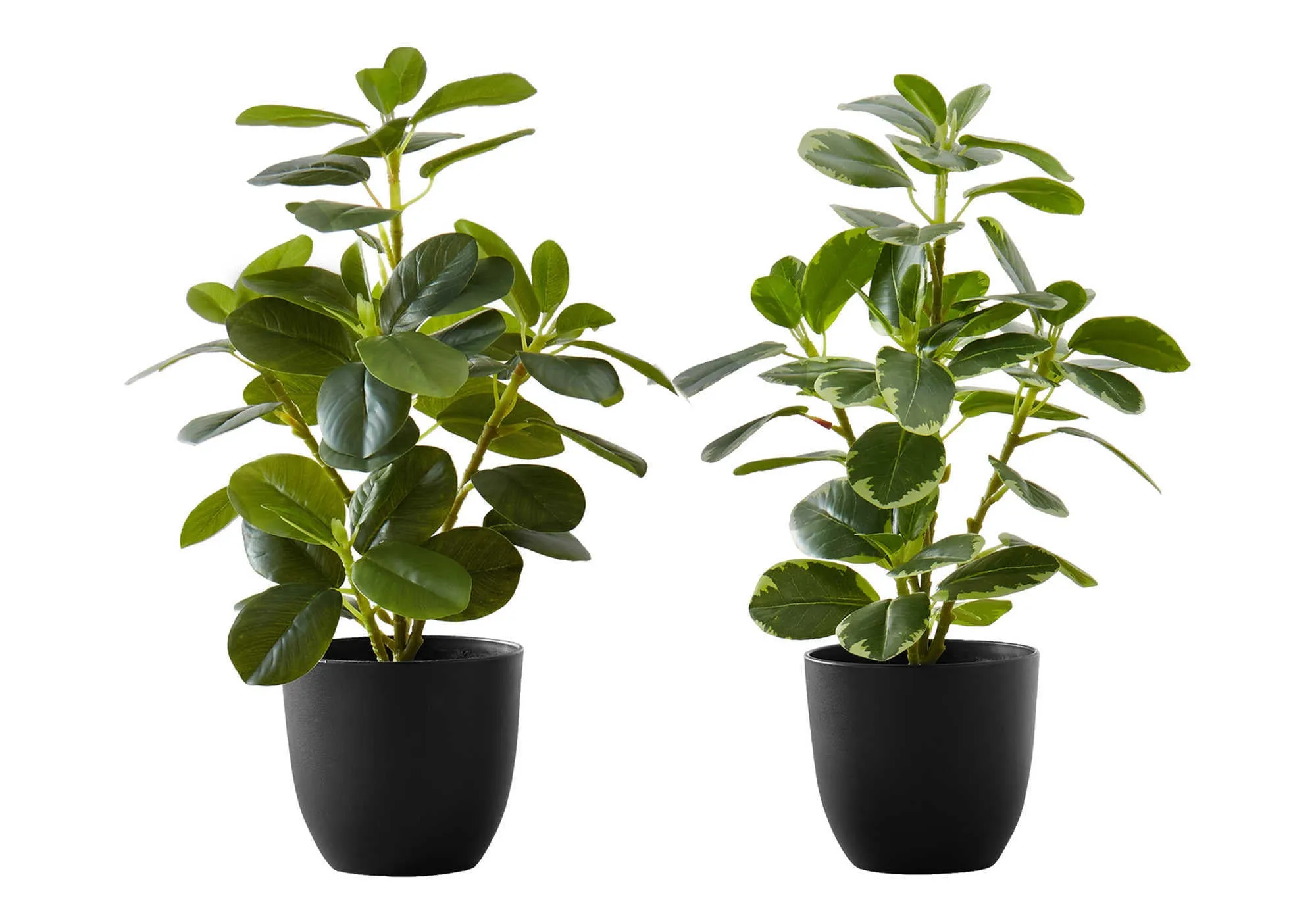 Artificial Plant, 14" Tall, Ficus, Indoor, Faux, Fake, Table, Greenery, Potted, Set Of 2, Decorative, Green Leaves, Black Pots