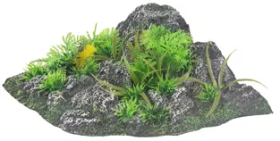 CONDROZ ROCK   PLANT ANGLE