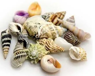 DECOR SHELLS