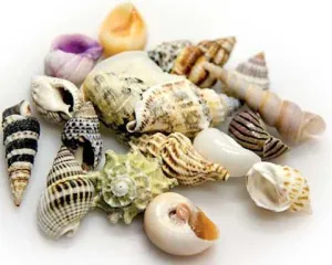 DECOR SHELLS