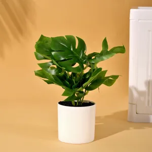 Homestic Artificial Plant | Plants for Office Décor | Artificial Flowers for Decoration | Decoration Artificial Flowers Pot | Natural Looking Plants | 6 Leaves Artificial Plant | Multicolor