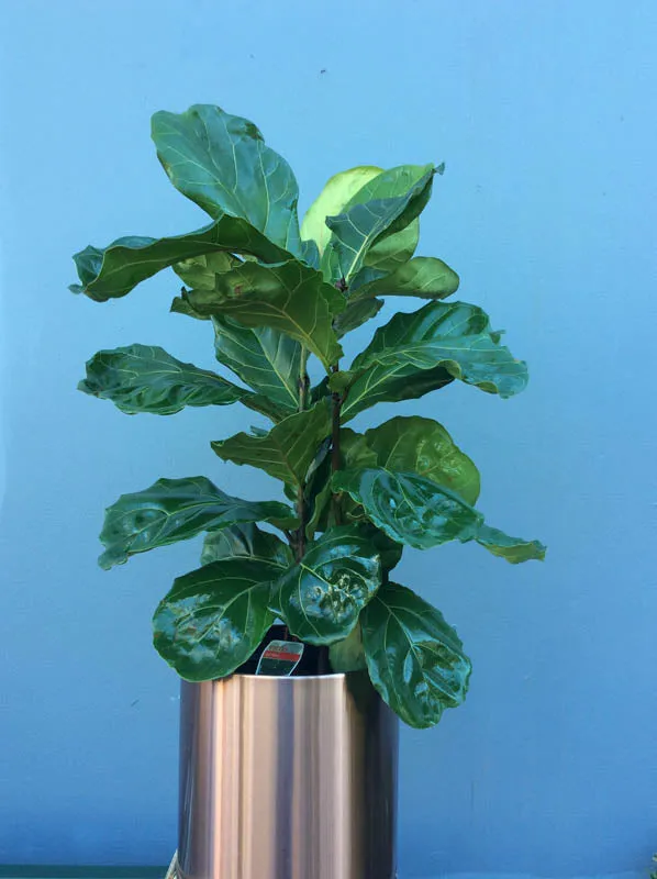 Large Green Indoor Plant in Pot
