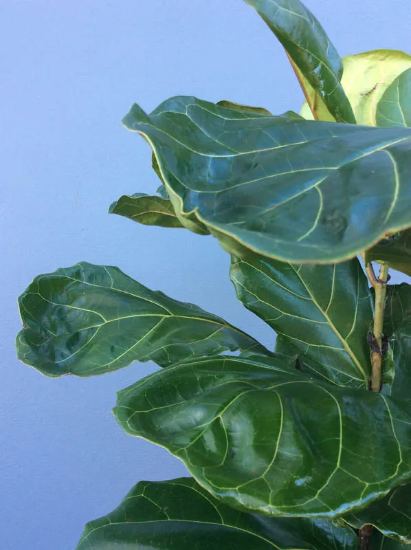 Large Green Indoor Plant in Pot
