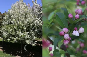 Malus Snow Crystal #15
