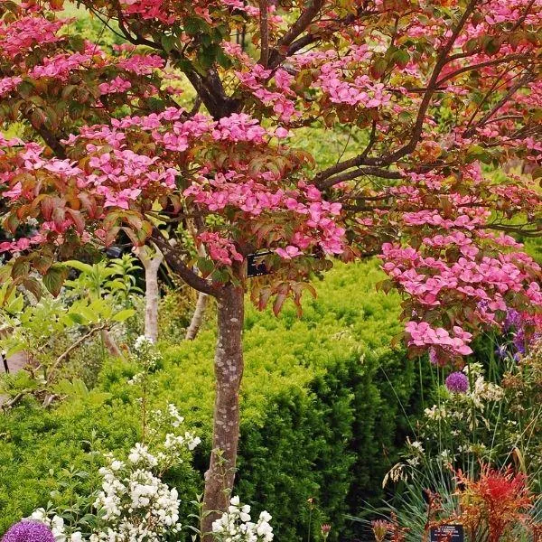 Pink Kousa Dogwood