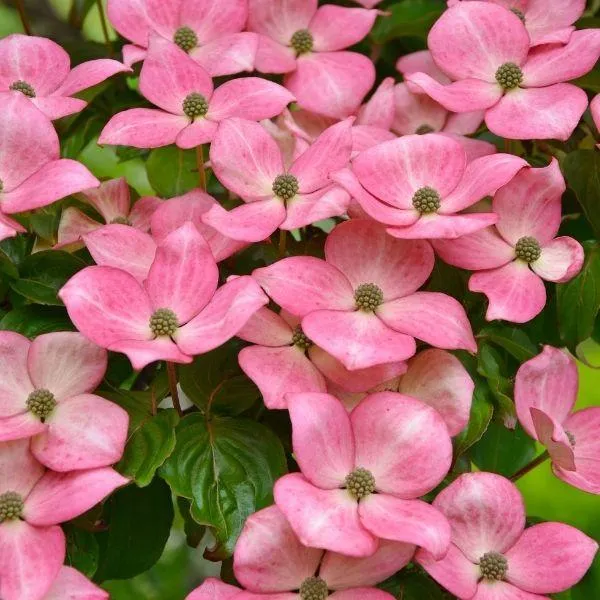 Pink Kousa Dogwood