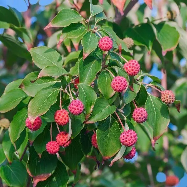 Pink Kousa Dogwood